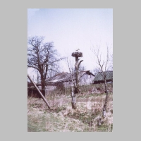 005-1030 April 1992. Storchennest in Bieberswalde auf einem alten Baum .JPG